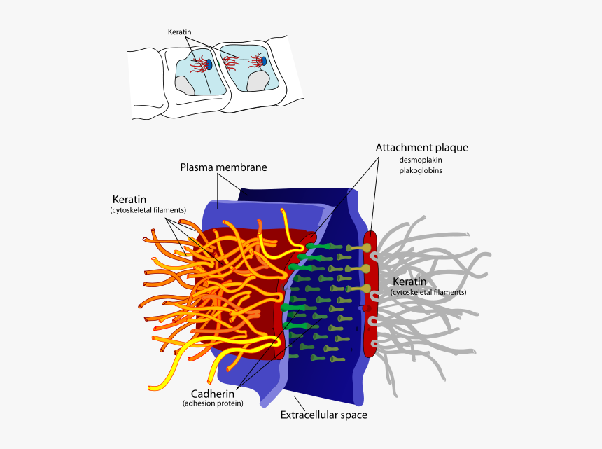 Desmosome Cell Junction En - Intermediate Filament Function, HD Png Download