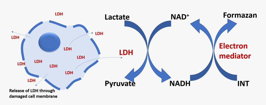 Lactate Dehydrogenase Ldh Cytotoxicity Assay, HD Png Download
