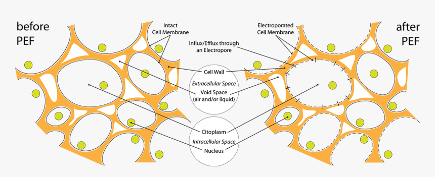 Plant Cell Electroporation, HD Png Download