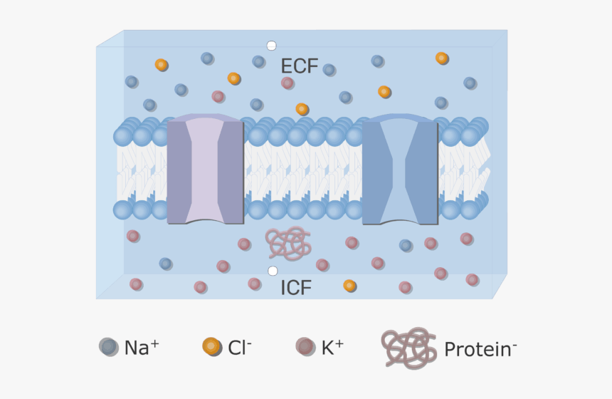 An Image Showing The Icf And Ecf (extracellular Fluid), HD Png Download