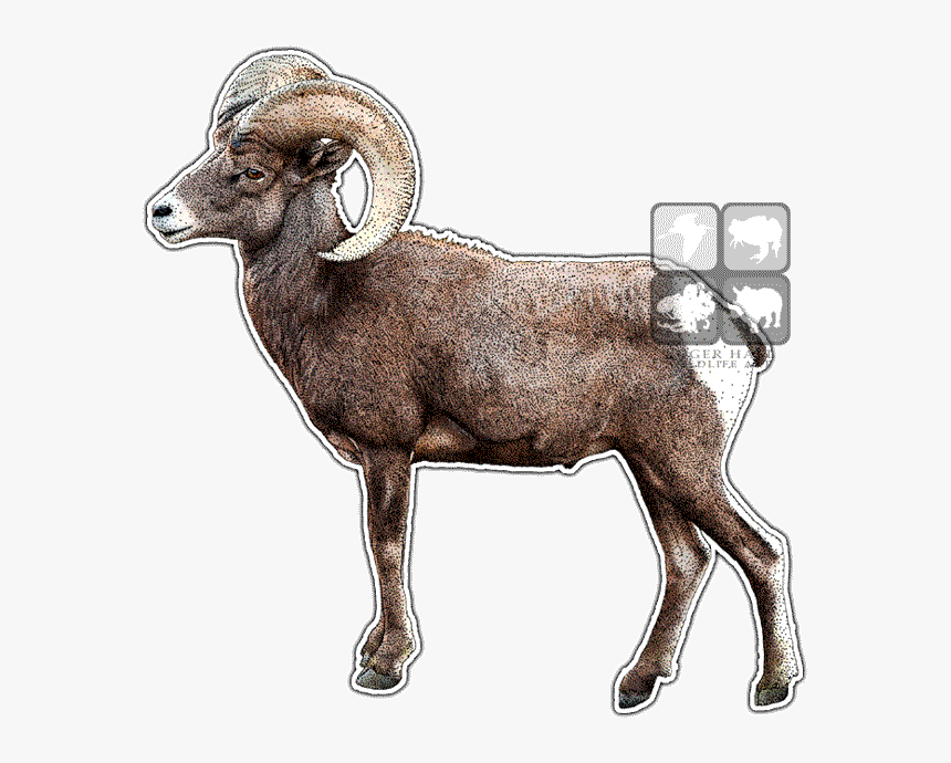 Desert Bighorn Png, Transparent Png