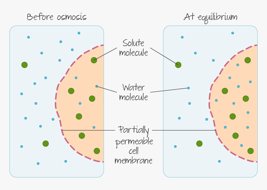 Osmosis - Â  - Circle, HD Png Download