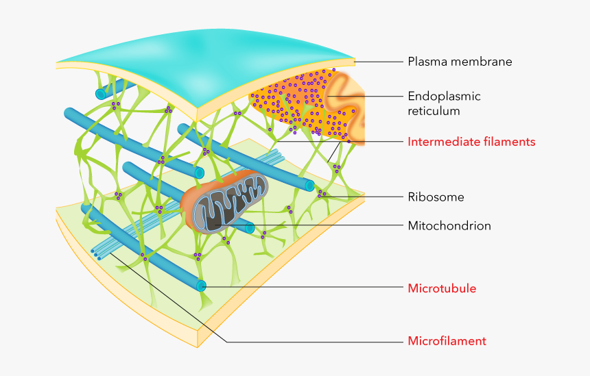 Diagram, HD Png Download