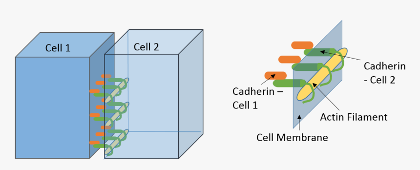 Adherens Junctions In The Brain - Cell Cell Adherens Junctions, HD Png Download