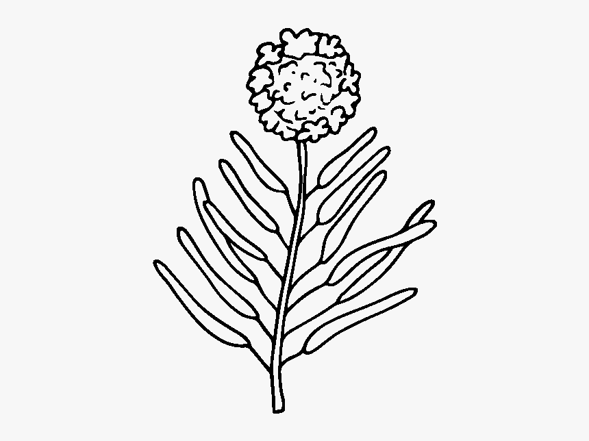 Round Flower - Line Art, HD Png Download