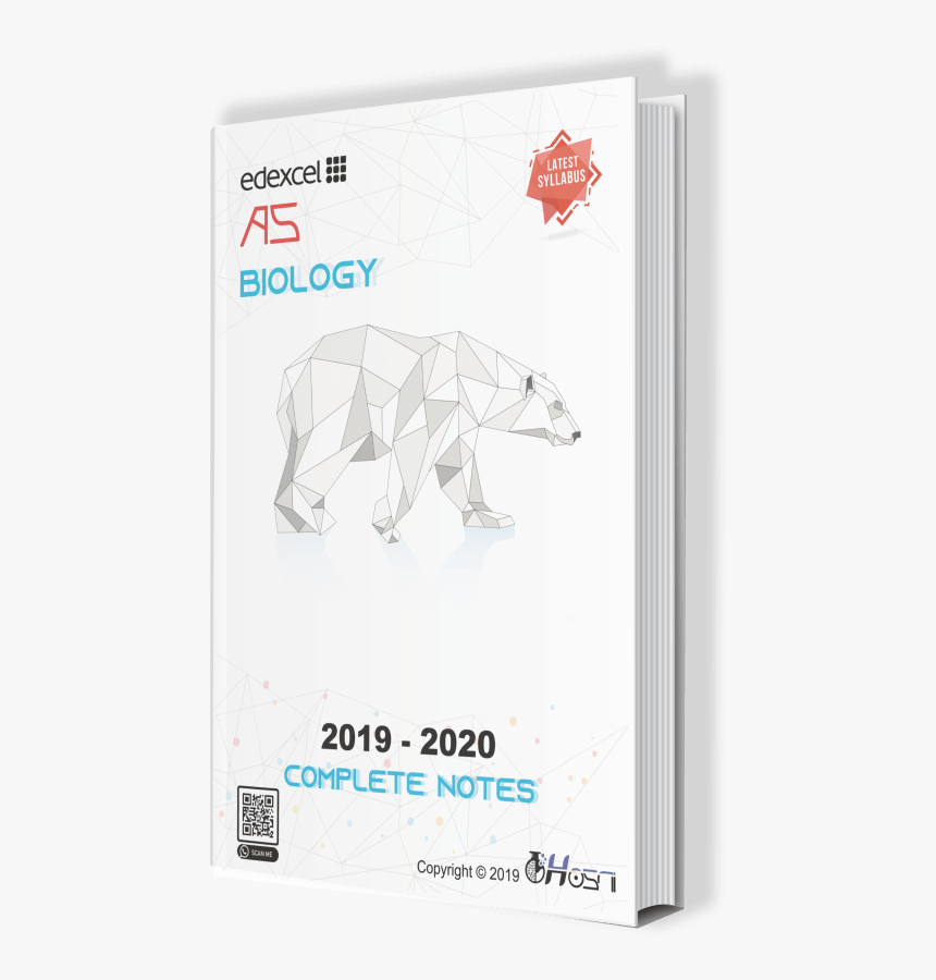 Polar Bear, HD Png Download