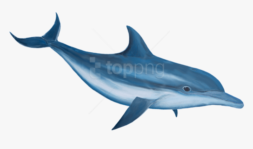 Free Png Download Dolphin Png Images Background Png - Dolphin Hd Png, Transparent Png