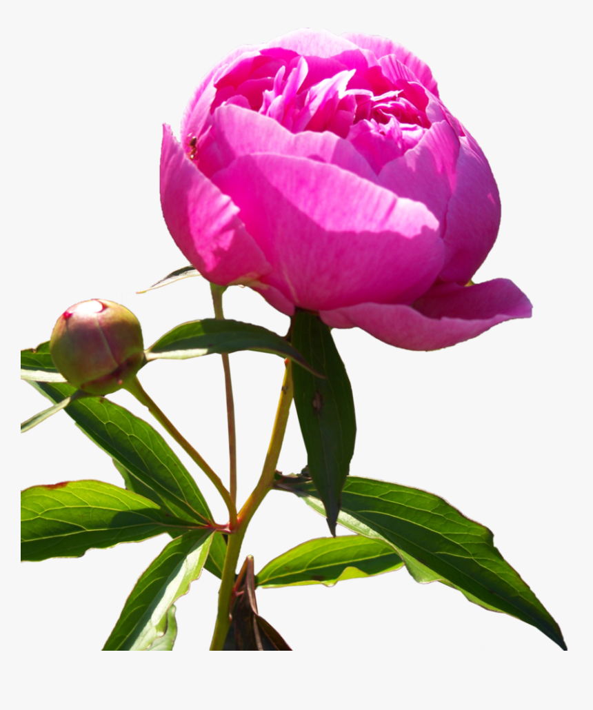 Peony Flower Qc 80 Wallpaper V Flower Peony Png Hd Transparent Png Transparent Png Image Pngitem