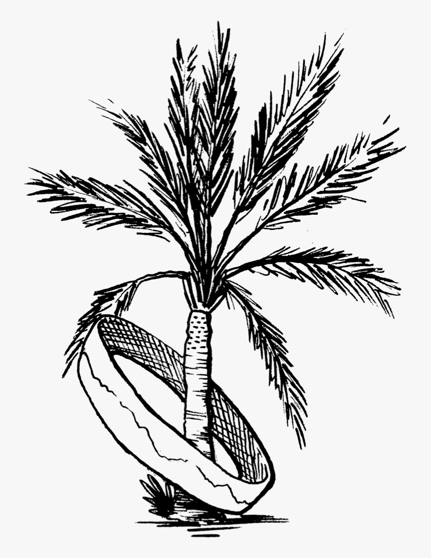 Palm Tree Coachella Drawing, HD Png Download