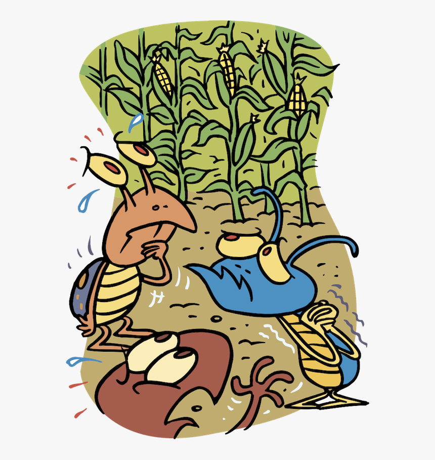 Food-corn, HD Png Download