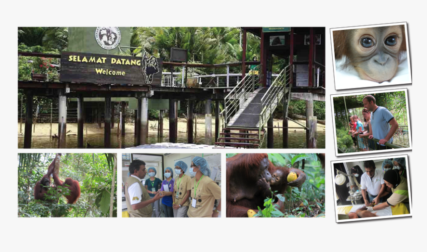 Bukit Merah Orangutan Island, HD Png Download