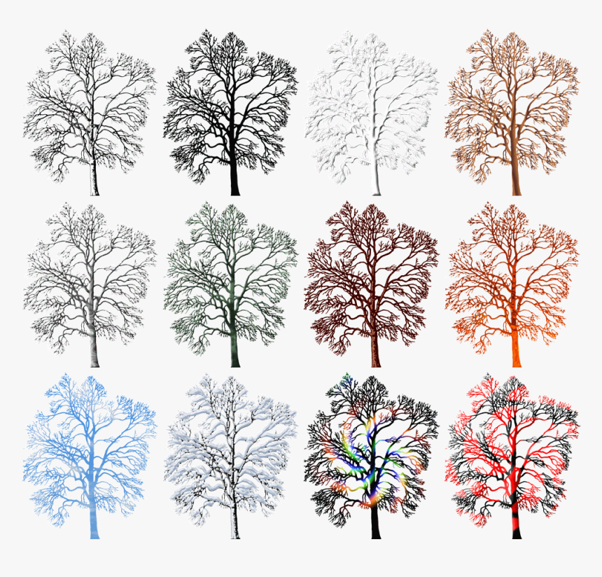 White Pine, HD Png Download