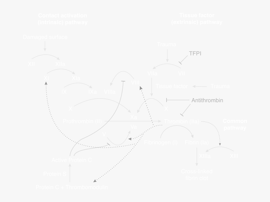 Blood Coagulation Model View Mesh Cfd - Line Art, HD Png Download