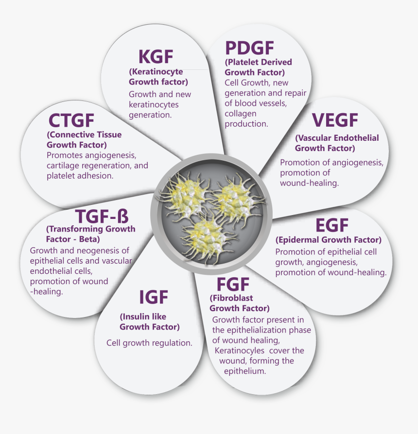 Growth Factors Of Blood Cells, HD Png Download