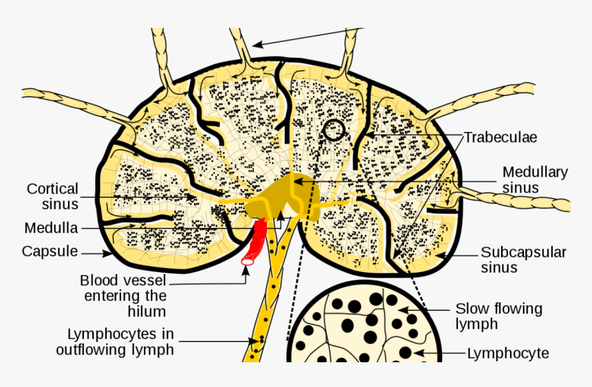 T Cells Lymph Node Clonal Expansion, HD Png Download