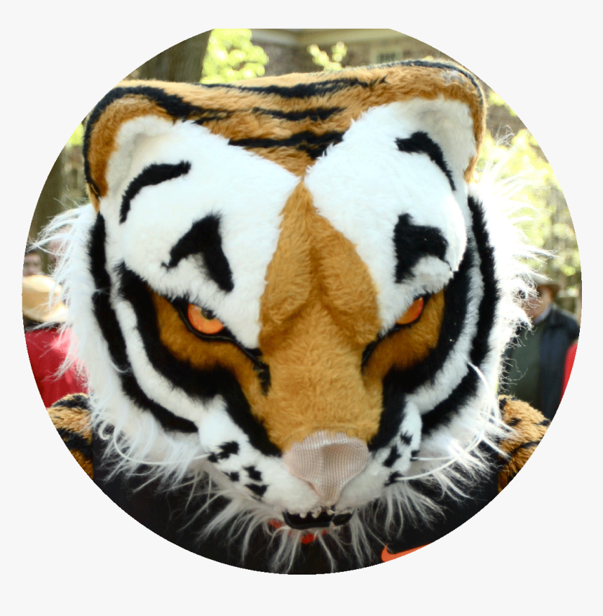 Siberian Tiger, HD Png Download