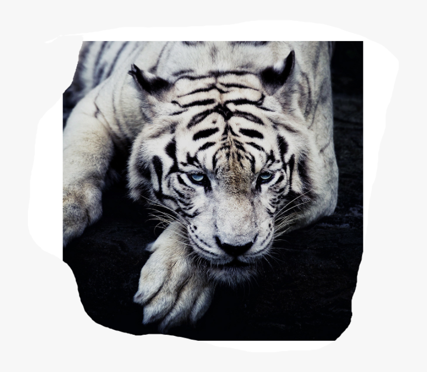 Singapore Zoo, HD Png Download