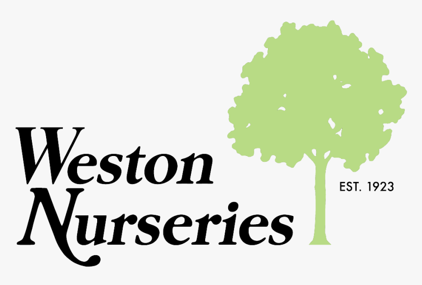 Coming Soon- Weston Nurseries - Tree, HD Png Download