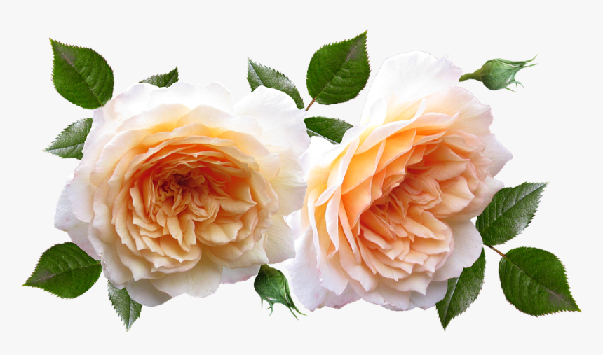 Roses, Flowers, Plants, Garden, Perfume - Flores Y Plantas Png, Transparent Png