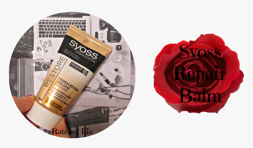 Garden Roses, HD Png Download