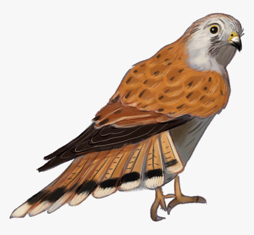 Nankeen-kestrel - Hawk, HD Png Download
