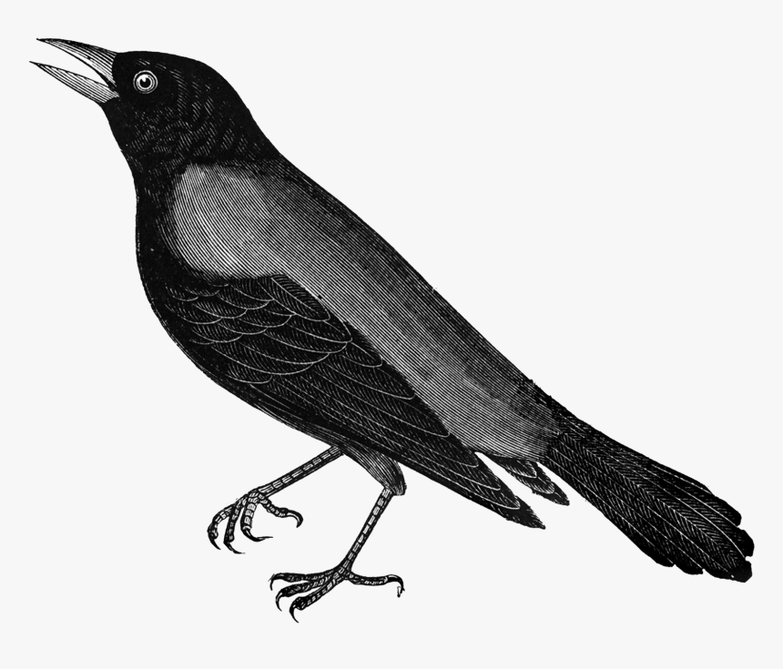 Free Vintage Clip Art, HD Png Download