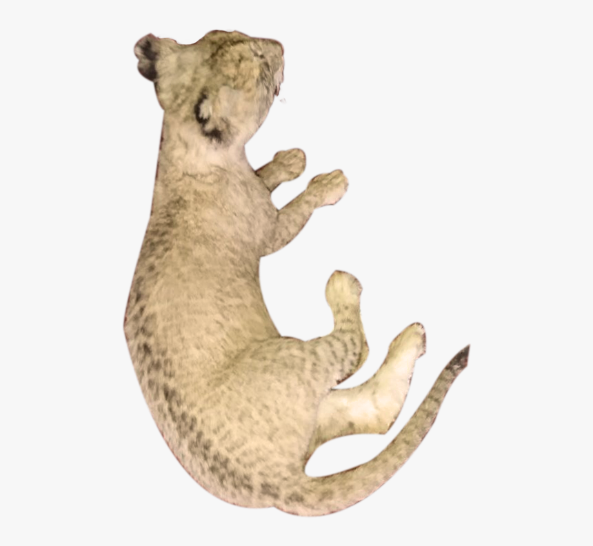 Puma, HD Png Download