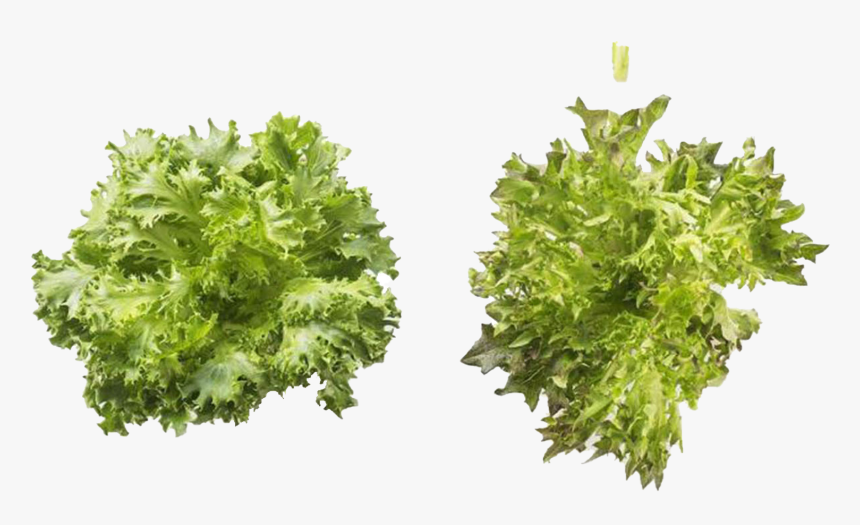 Vegetable Green Leaves Png Background, Transparent Png