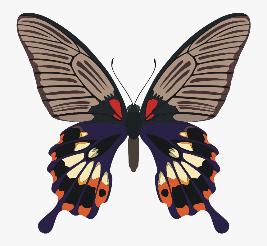 Butterfly, HD Png Download
