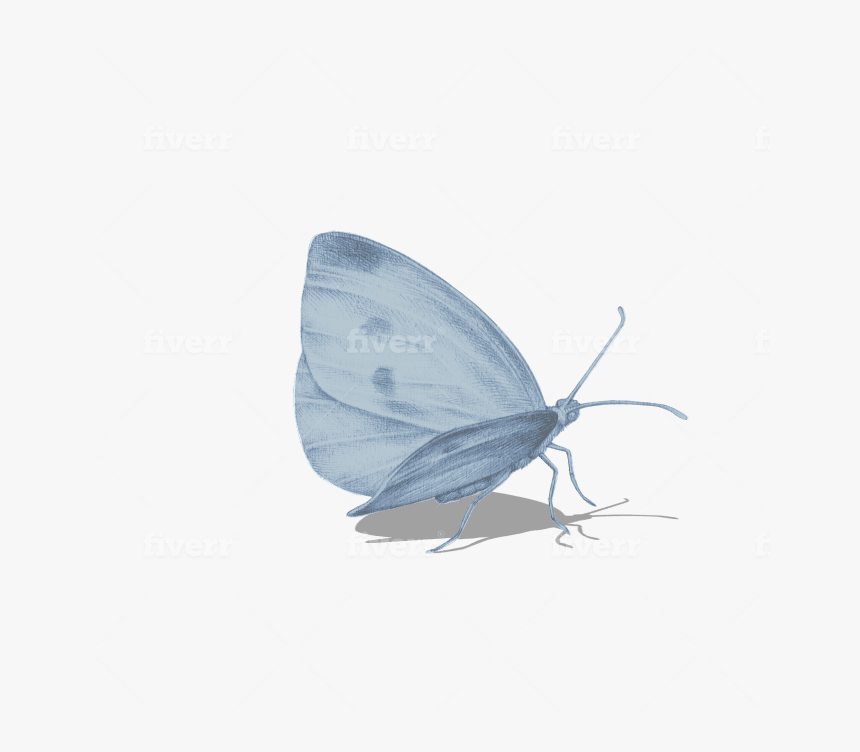Holly Blue, HD Png Download