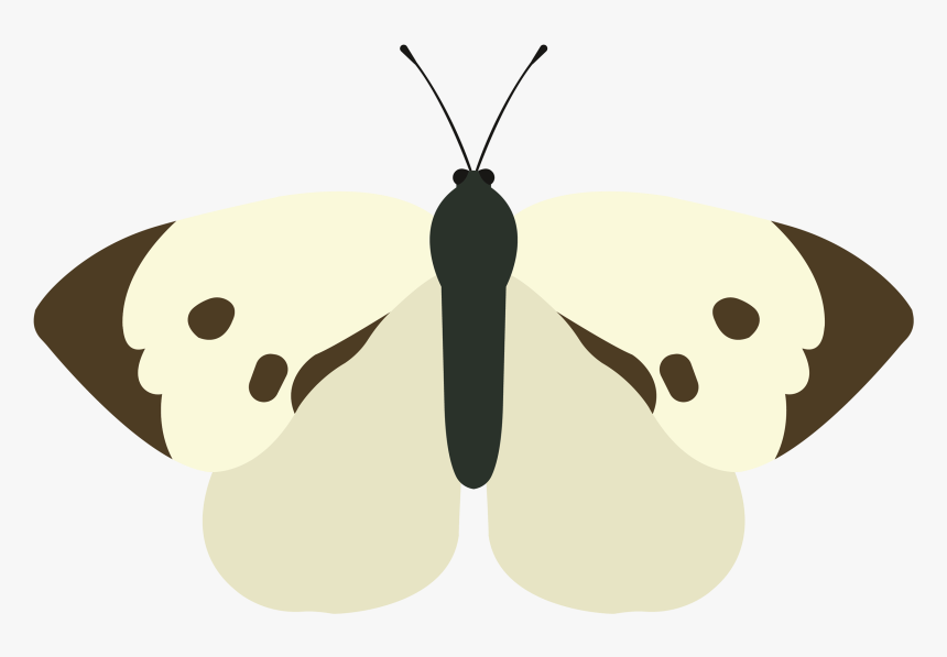Butterfly, HD Png Download