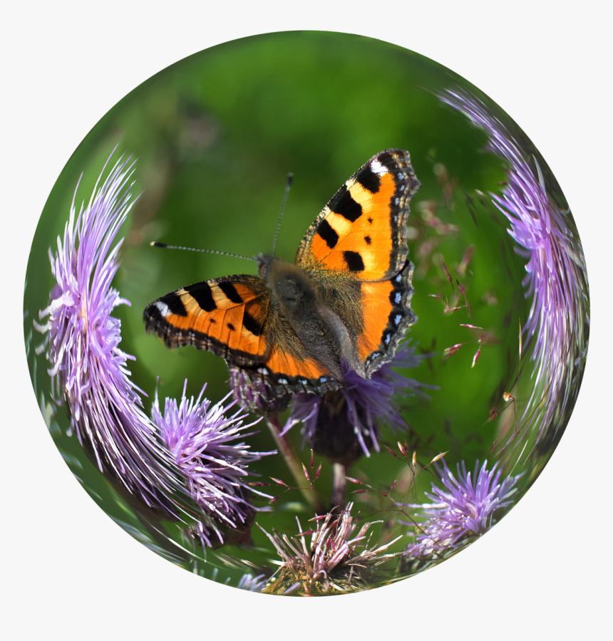 Bola De Cristal, Bola, Mariposa, Carey, Cardo - Butterfly In A Glass Ball, HD Png Download