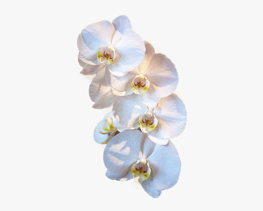 Moth Orchid, HD Png Download