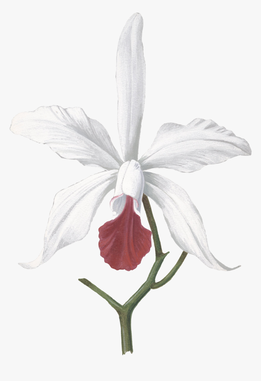 Transparent White Orchids Png - Devilwood Flower Drawing, Png Download
