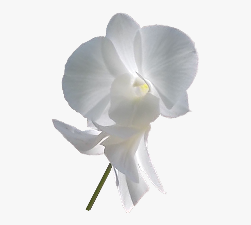 Moth Orchid, HD Png Download