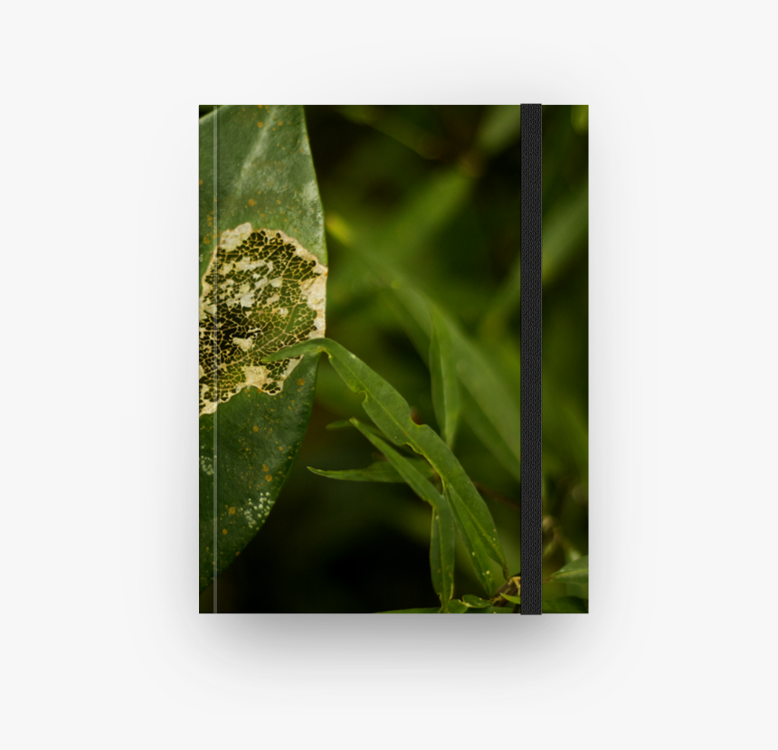 Caderno Folha De Babi Vieirana - Picture Frame, HD Png Download