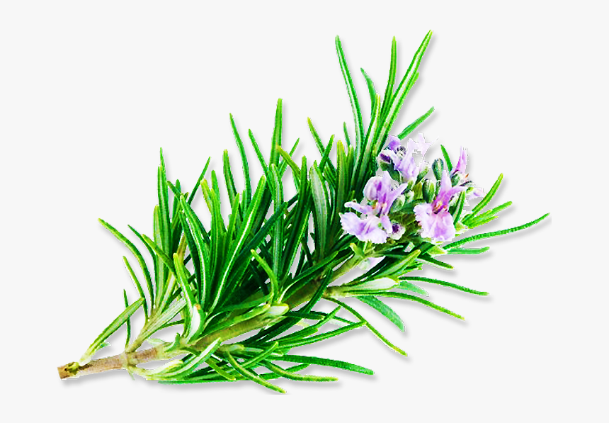 Clip Art Observat Rio C Smico - Rosemary, HD Png Download
