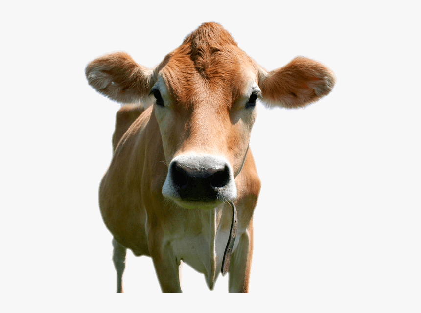 Transparent Cow Head Png, Png Download