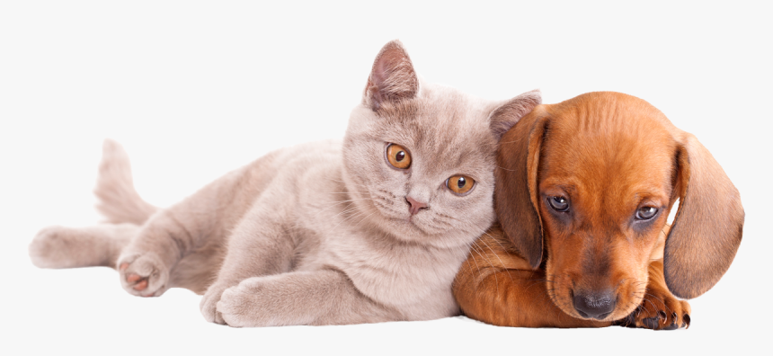 Transparent Perros Y Gatos Png - Dog And Cat, Png Download