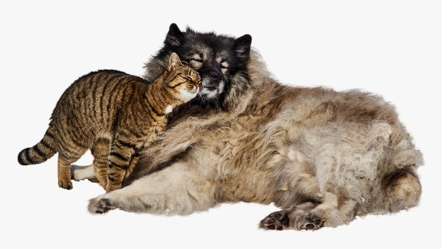 El Perro Y El Gato, Lindo, Mascotas, Amistad, Dulce - Wild Cats And Dogs, HD Png Download