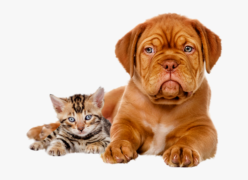 High Definition Dog And Cat, HD Png Download