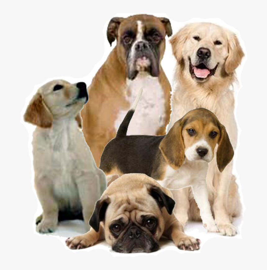 Png Format Dog Png, Transparent Png