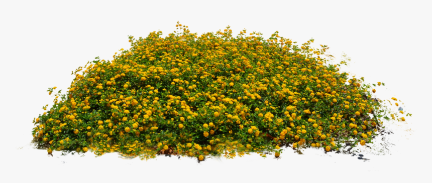 Transparent Bushes Clipart - Png Images Of Plants, Png Download
