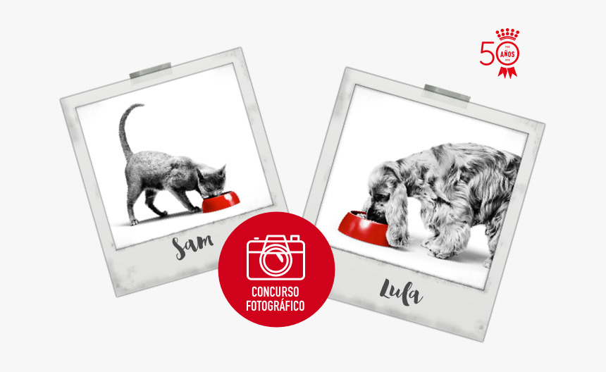 Transparent Perros Y Gatos Png - Kitten, Png Download