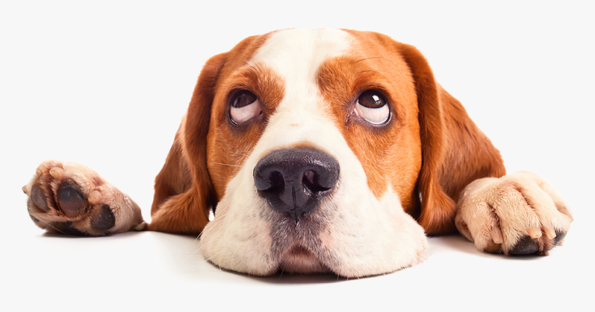 Fireworks Tips For Dogs, HD Png Download