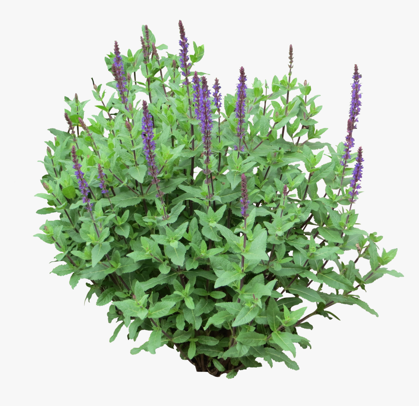 Garden Bush Png - Shrub Flower Png, Transparent Png