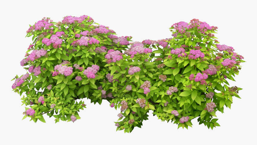 Green Bush Png - Fleurs Png Photoshop, Transparent Png