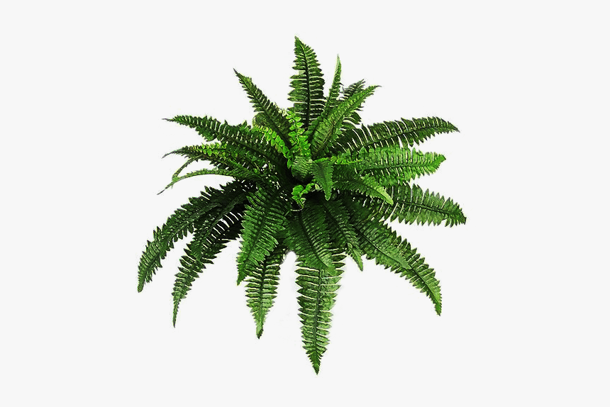 Plants Bush - Transparent Plant, HD Png Download