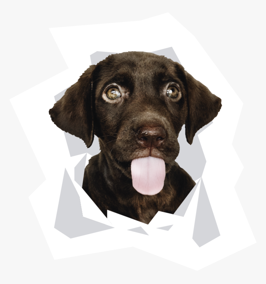 Cute Dog, HD Png Download