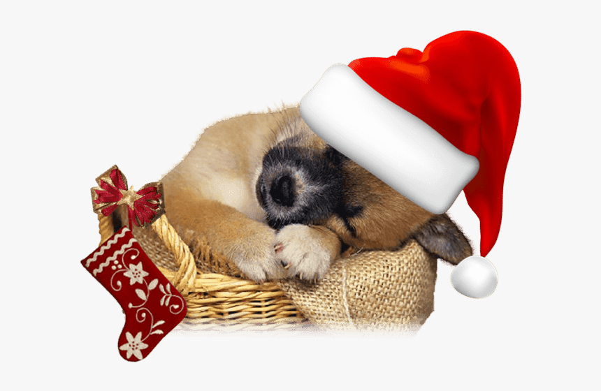 Little Dogs, HD Png Download